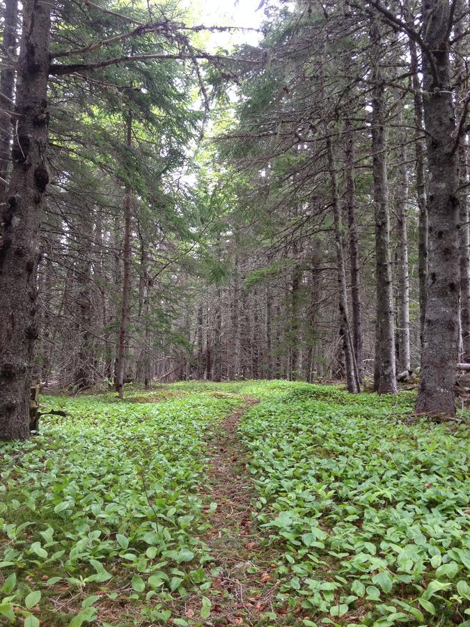 Indian Brook Breton Cove Farmhouse旅馆 外观 照片